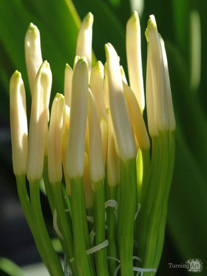 Living Torch, Big Island, HI