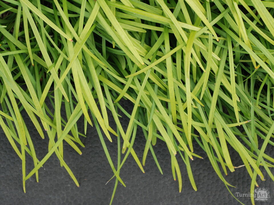 Monkey Grass on Path 1