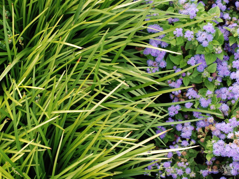 Monkey Grass on Path 3