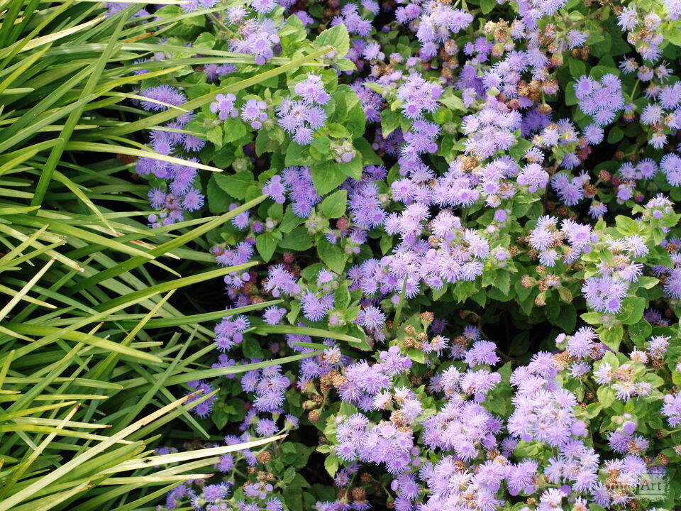 Monkey Grass on Path 4