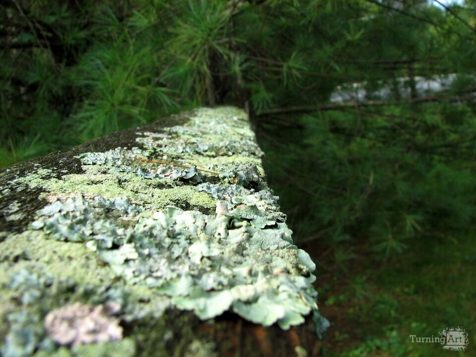 Mossy Fence