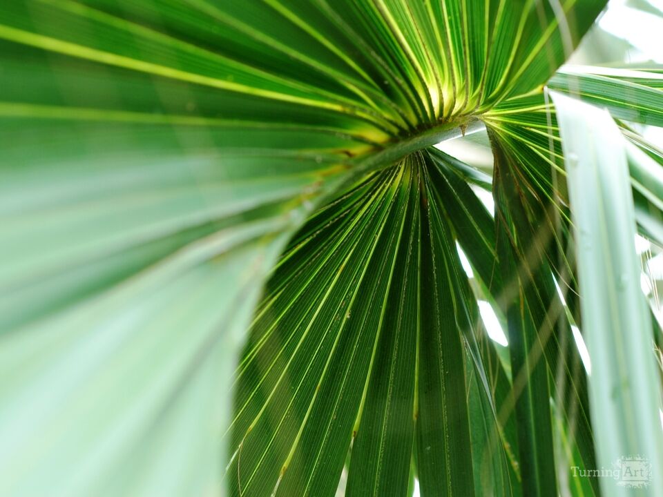 Palm 2