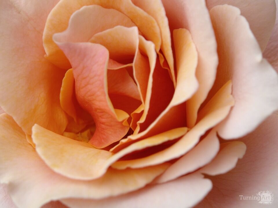 Soft Peach Rose