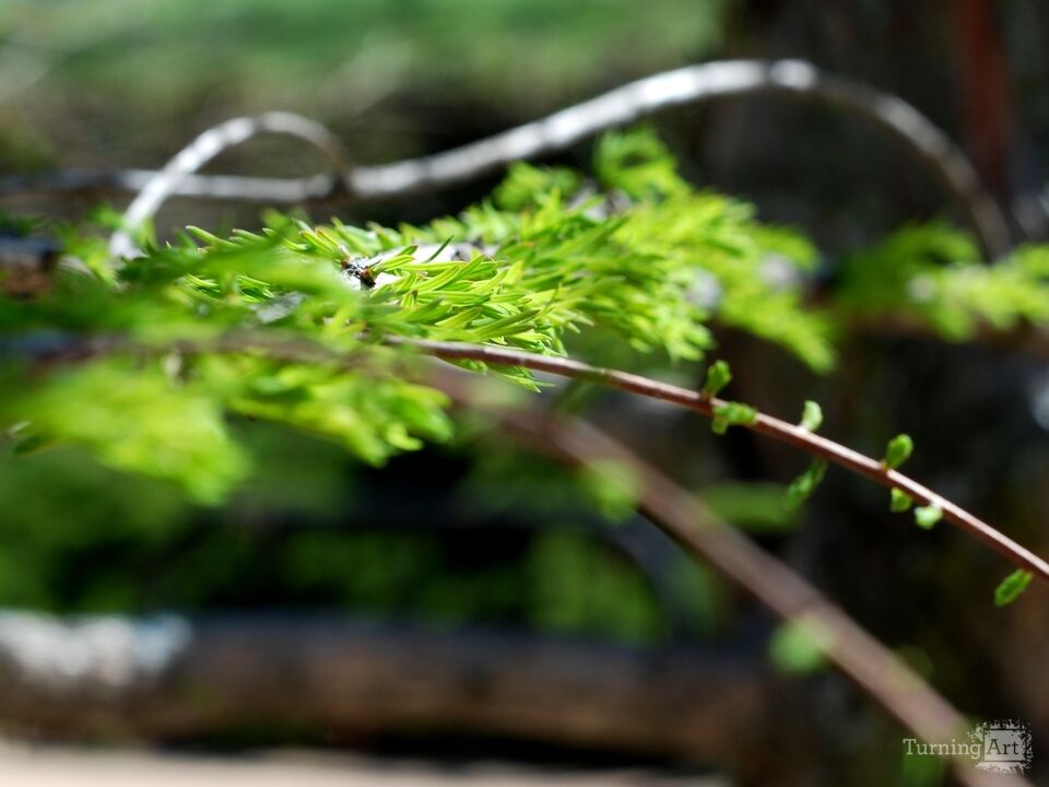 Sprig