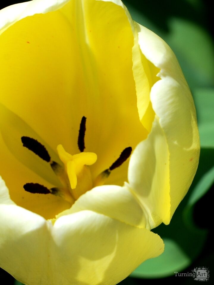 Yellow Tulip