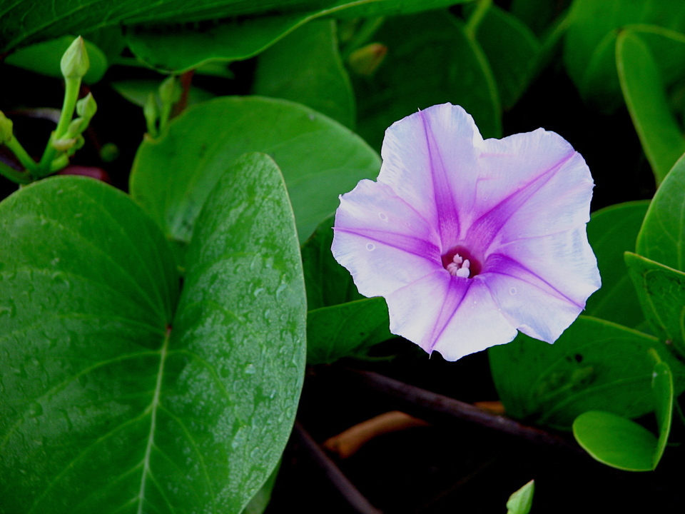 Morning Glory 12, Waipio Beach, BI