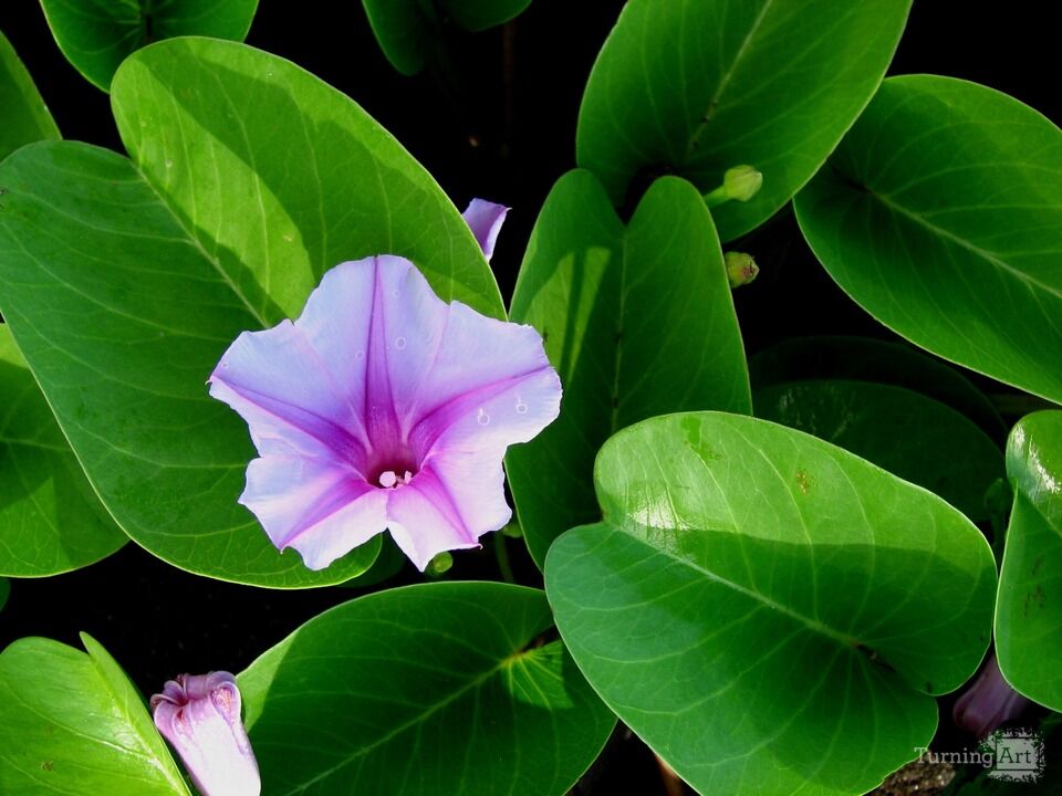Morning Glory 13, Waipio Beach, BI