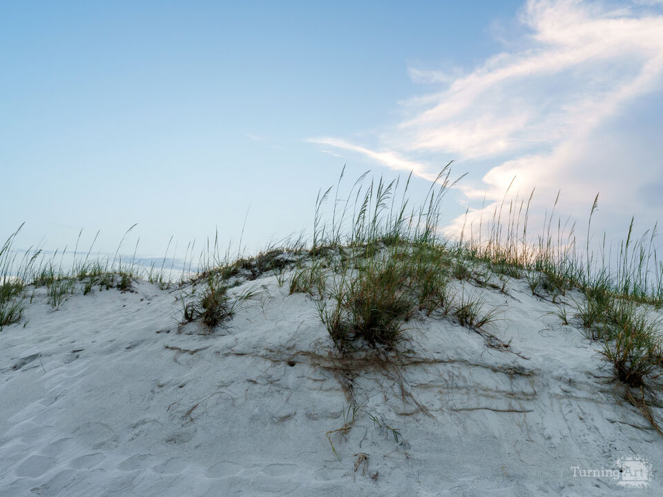 Gulf Shores Sea Oats And Sand Dune