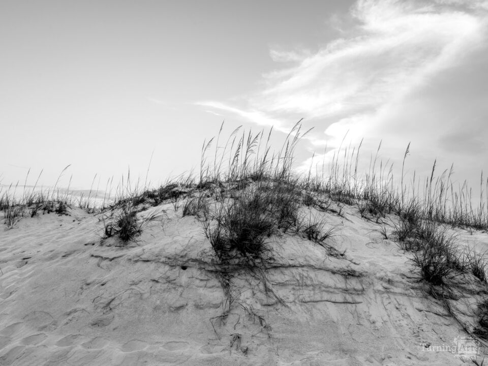 Gulf Shores Sea Oats And Sand Dune Grayscale