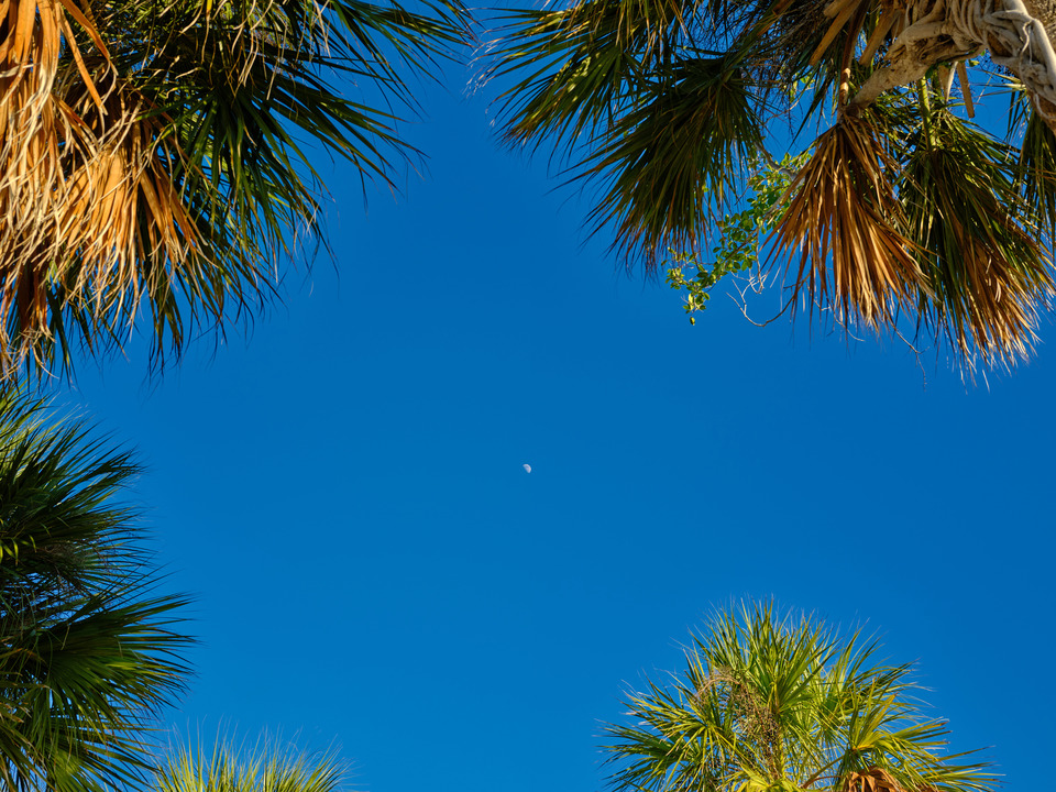 Moon and Four Palms