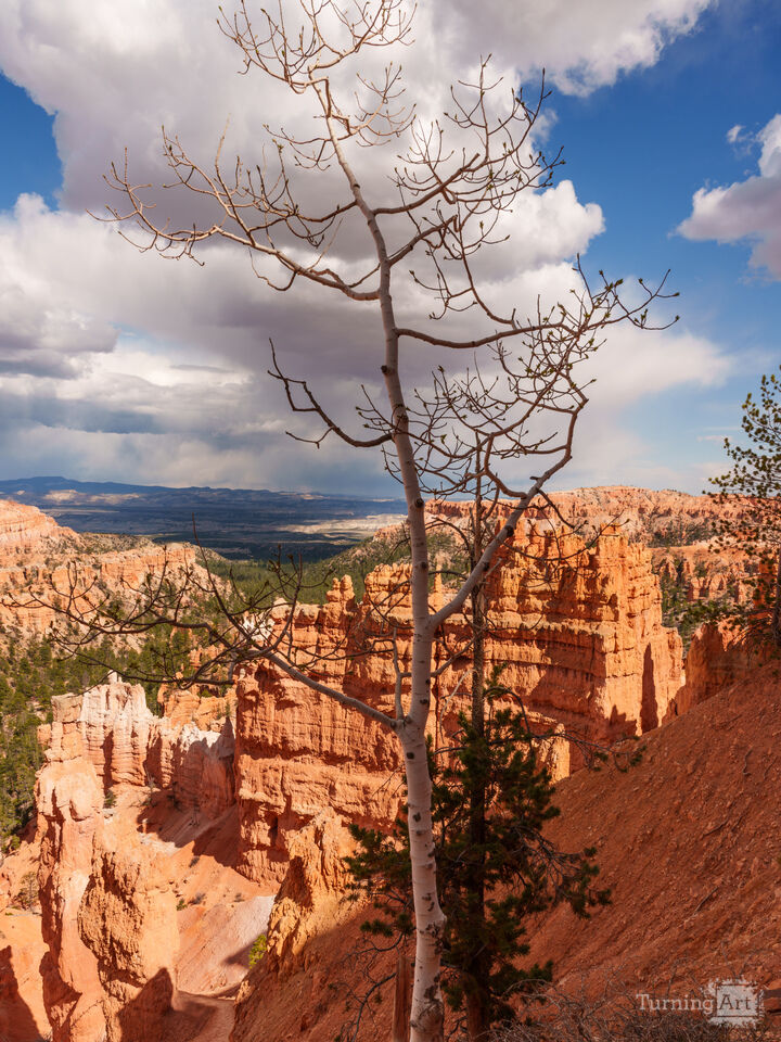 Birch Tree Navajo Loop Bryce Canyon Vertical