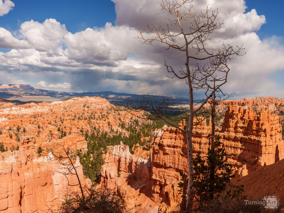 Birch Tree Navajo Loop Bryce Canyon