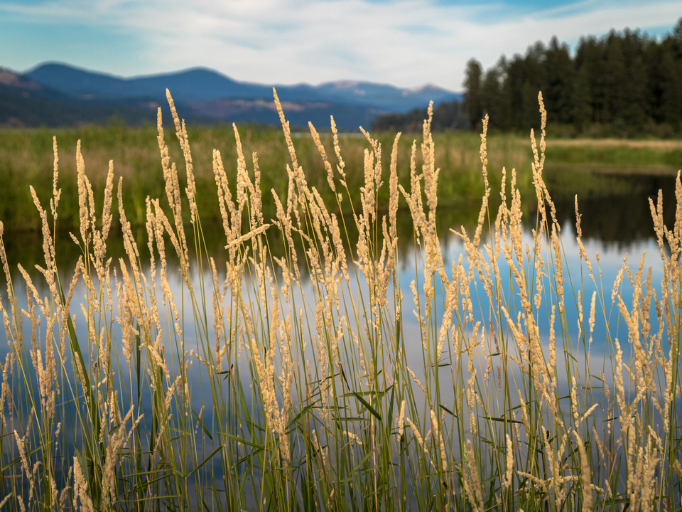 Plummer Creek Marsh