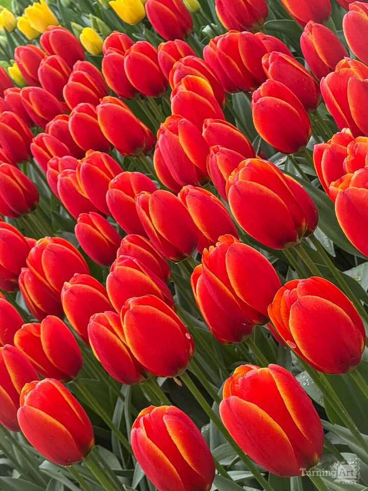 Tulips II
