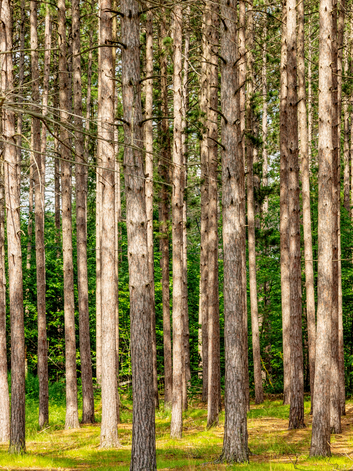 Pine Trees In The Forest