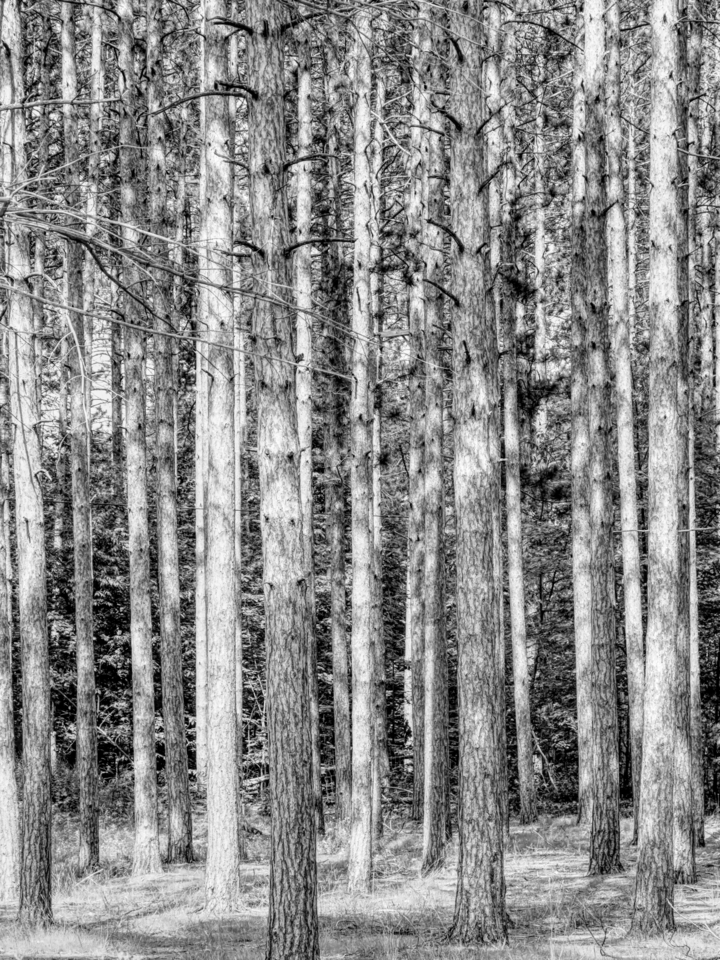 Pine Trees In The Forest Grayscale