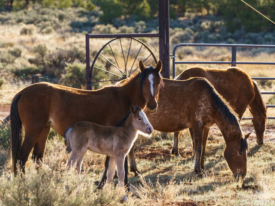 Arizona Free Range Horse Family