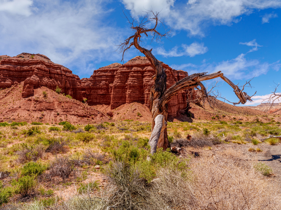Twisted Tree Capitol Reef National Park