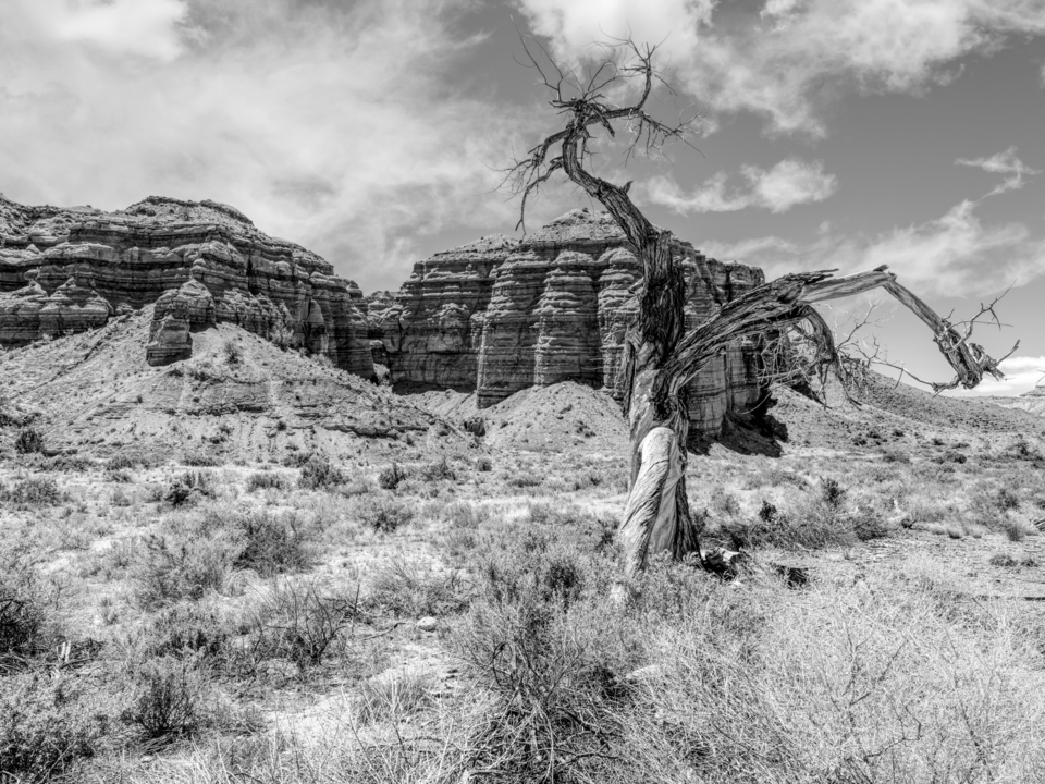 Twisted Tree Capitol Reef National Park Grayscale