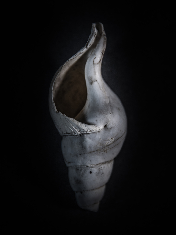 Shells No 4 Color Version