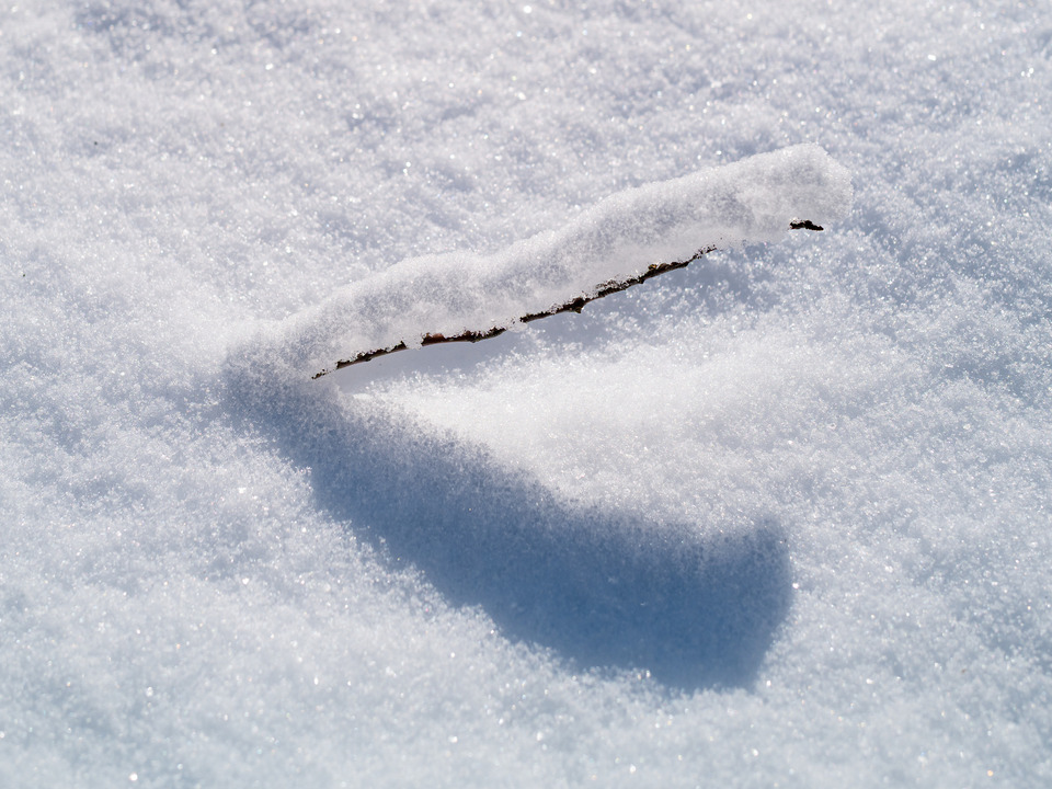 Snowy Branch and Shadows in Ice