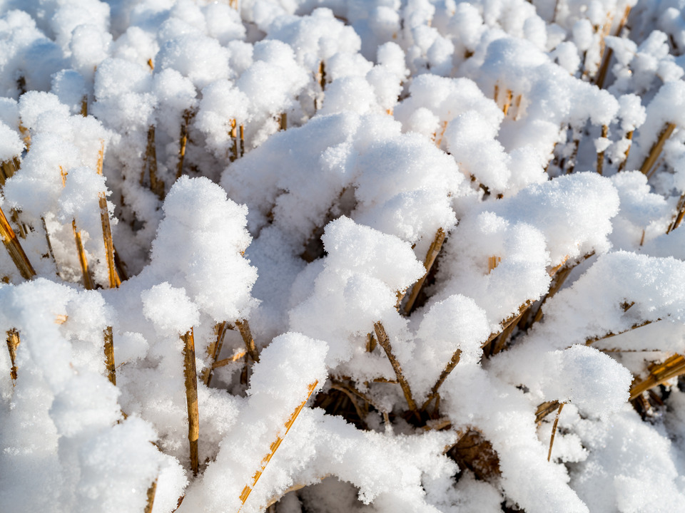 Little Cottontails made of Ice and Snow