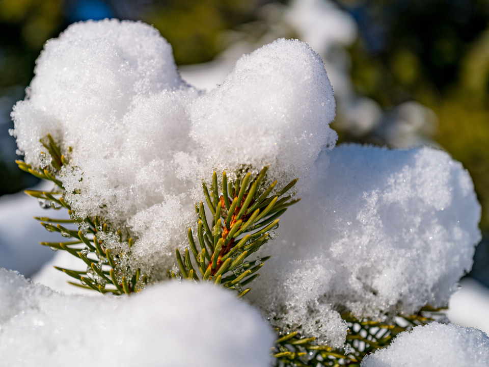 Morning Light on snow Covered Pine Needles
