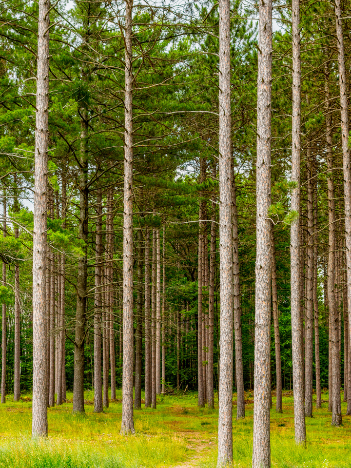 Pine Tree Forest