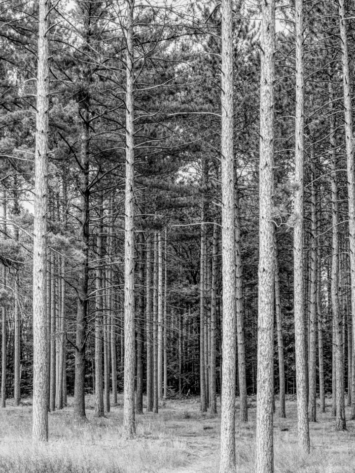 Pine Tree Forest Grayscale