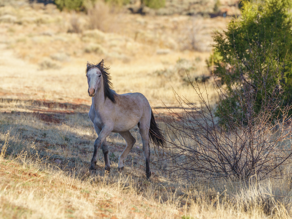 Running Colt In Arizona