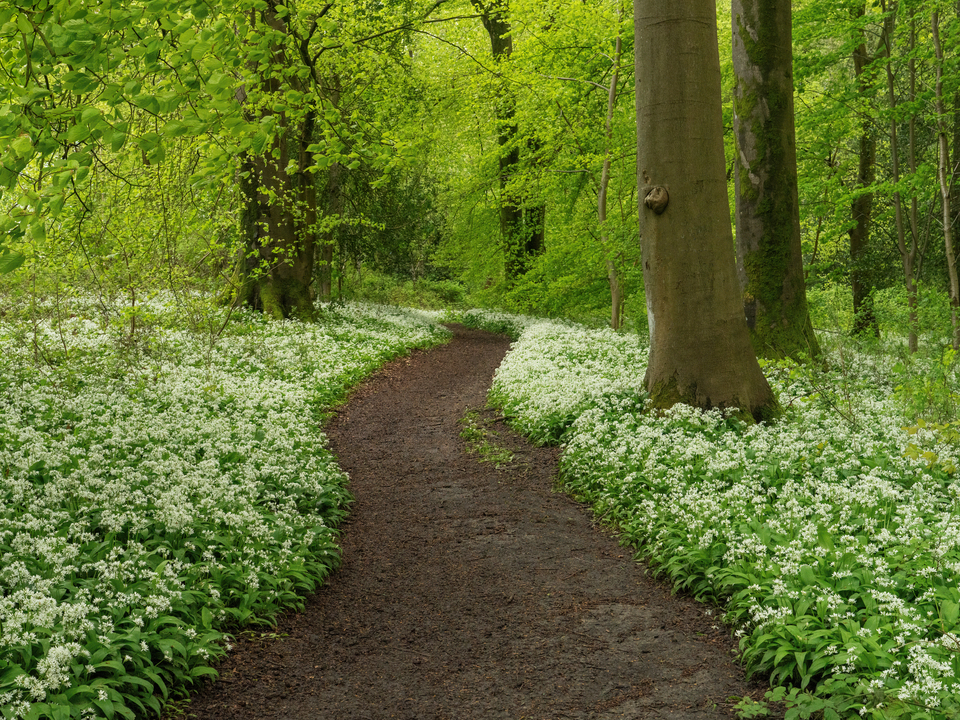 Wild Garlic & Woodland