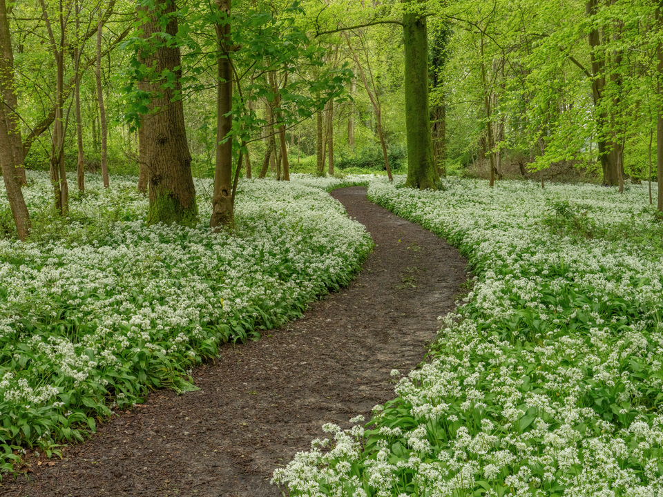 Woodland Walk