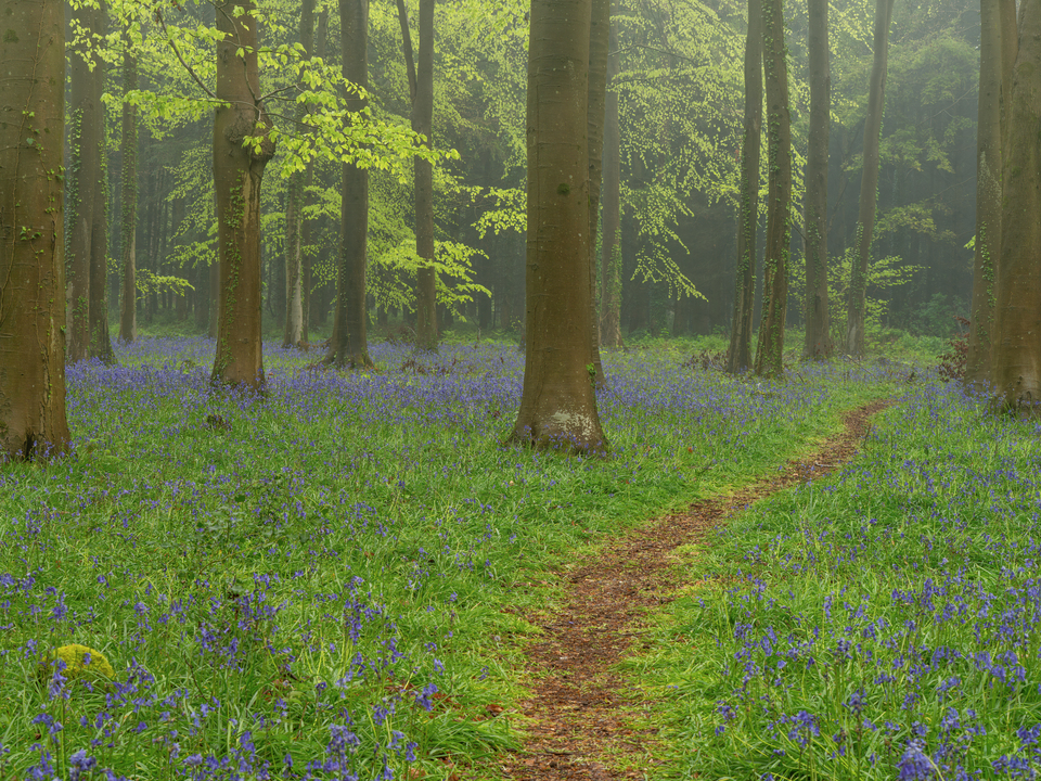 Misty Woodland & Bluebells