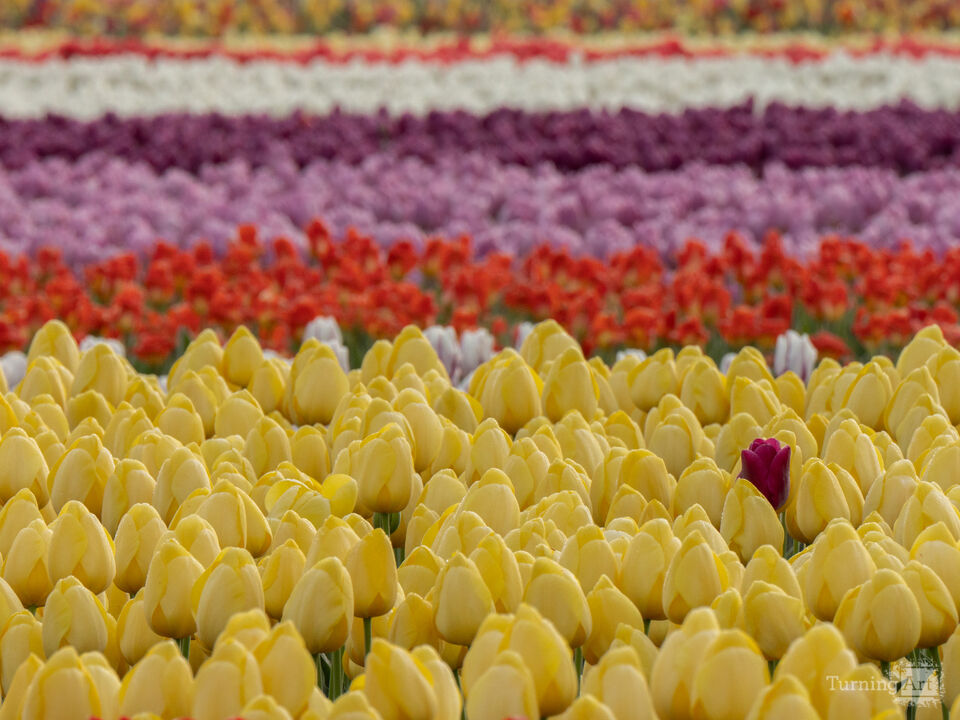 One Tulip Among Many