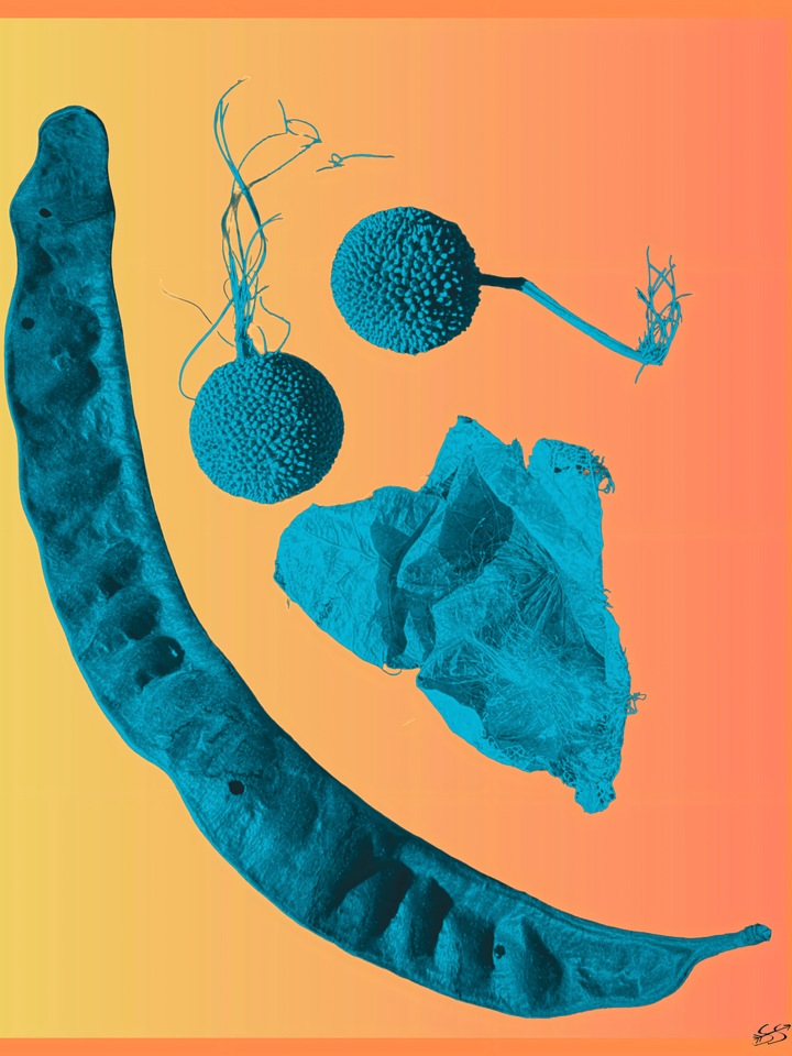 Specimens II: Resilience