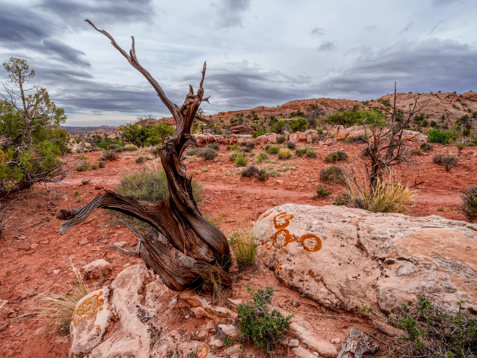 Twisted Juniper And Circle Algea Utah