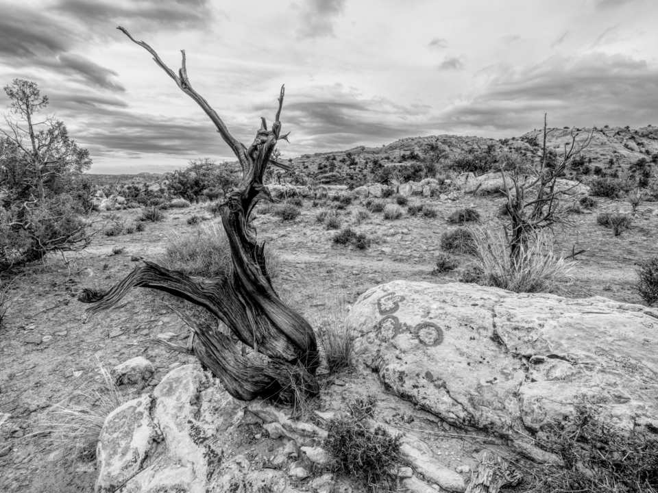 Twisted Juniper And Circle Algea Utah Grayscale