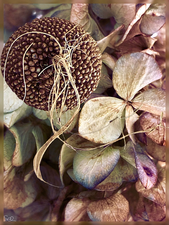 Specimens III: Sycamore + Hydrangea