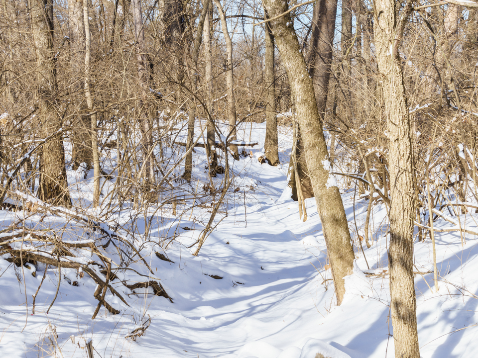 Snow Covered Creek In Woods