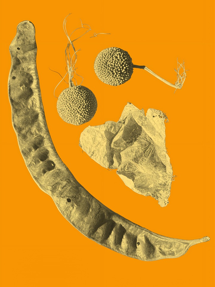 Specimens II: Duotone