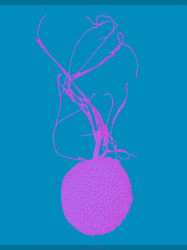 Specimen B: Sycamore