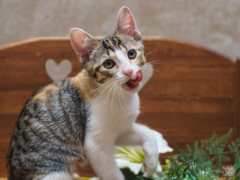 Calico Tabby Mid Lick