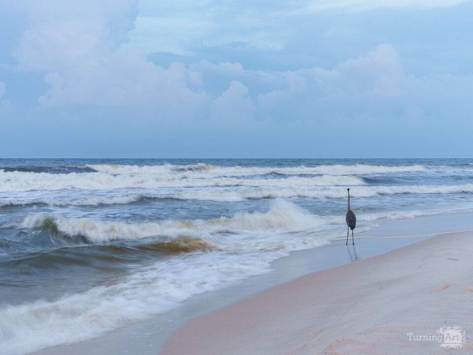 Stillness Of A Blue Heron Among Waves