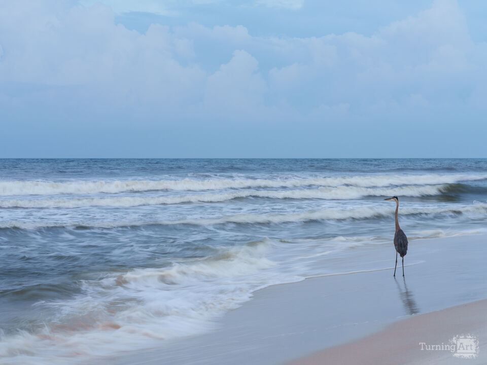 Blue Heron And Waves Before Sunrise