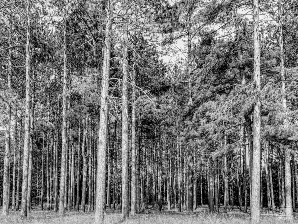 Forest Layers Of Tall Pine Trees Grayscale