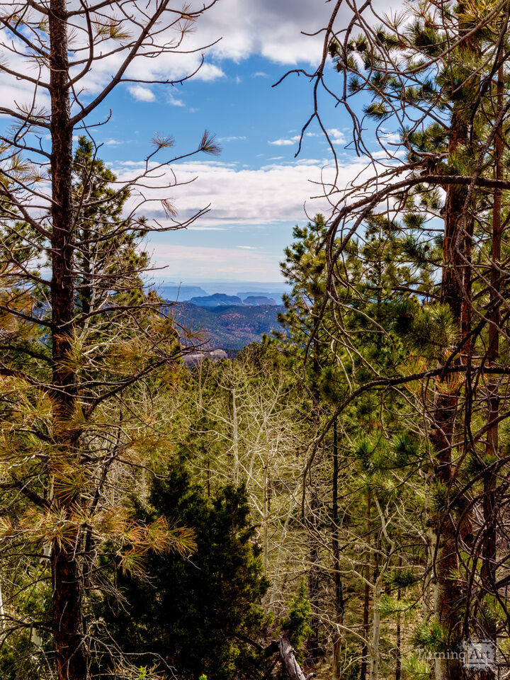 Utah Mountains Through Pine Trees