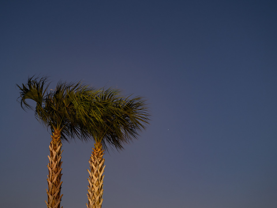 Last Light on the Palms