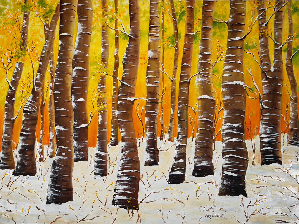 Birch Trees In Winter