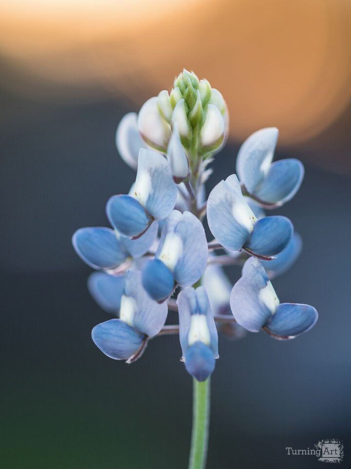 Texas Bluebonnet