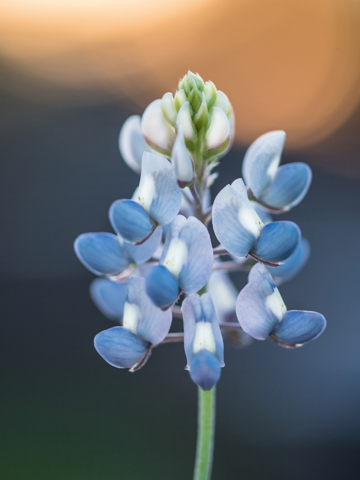 Texas Bluebonnet